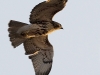 Red Tailed Hawk 15