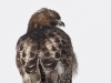 red-tailed-hawk-16