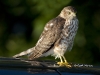 Sharp Shinned Hawk 01