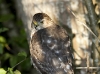 Sharp Shinned Hawk 02