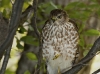 Sharp Shinned Hawk 03