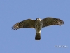 Sharp Shinned Hawk 04