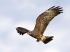 Snail Kite 01