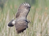Snail Kite 02
