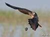 Snail Kite 03