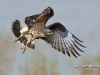 Snail Kite 10