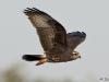 Snail Kite 12