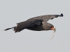Snail Kite 13