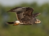 Snail Kite 14
