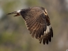 Snail Kite 15