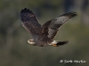 Snail Kite 16