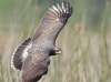 Snail Kite 17