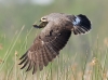 Snail Kite 18