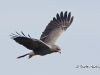 Snail Kite 19