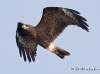 Snail Kite 20