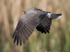 Snail Kite 21