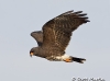 Snail Kite 11