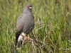 Snail Kite 04