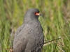 Snail Kite 05