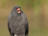Snail Kite 06