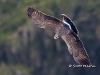 Snail Kite 07