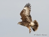 Snail Kite 08