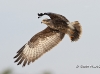 Snail Kite 09