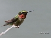 ruby-throated-humming-bird-01