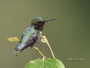 ruby-throated-humming-bird-02