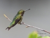 ruby-throated-humming-bird-03