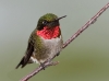 ruby-throated-humming-bird-04