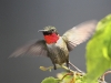 ruby-throated-humming-bird-06
