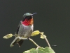 ruby-throated-humming-bird-07