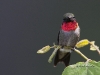 ruby-throated-humming-bird-08