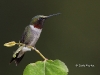 ruby-throated-humming-bird-09