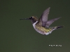 ruby-throated-humming-bird-10