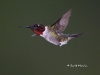 ruby-throated-humming-bird-11