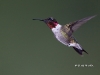 ruby-throated-humming-bird-12
