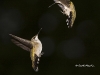 ruby-throated-humming-bird-13