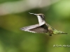 ruby-throated-humming-bird-14