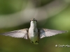 ruby-throated-humming-bird-15