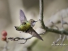 ruby-throated-humming-bird-16