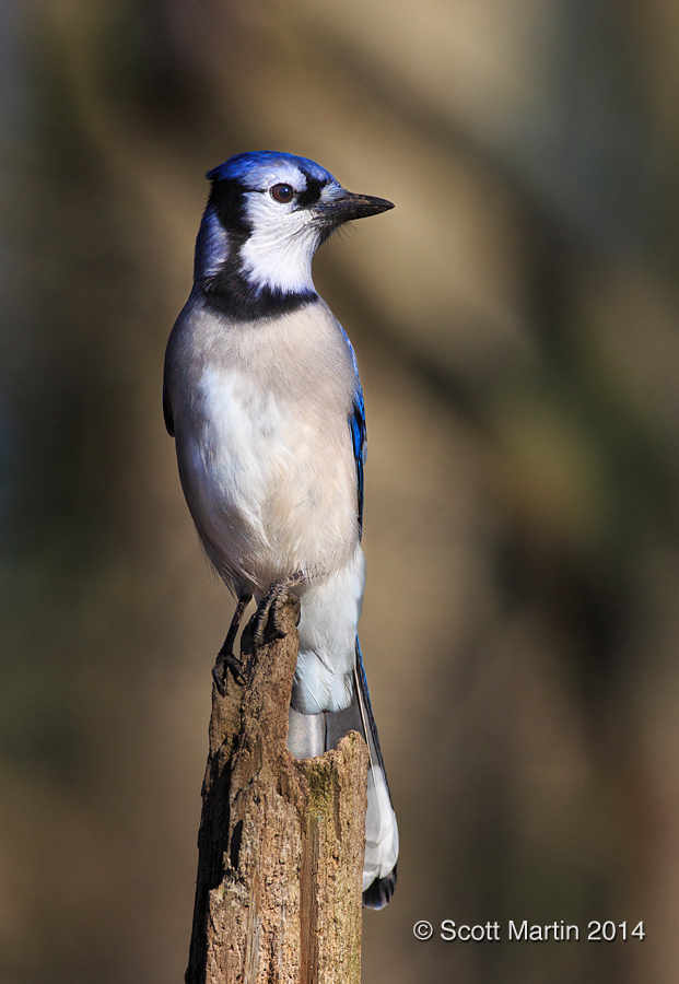 Blue Jay 07