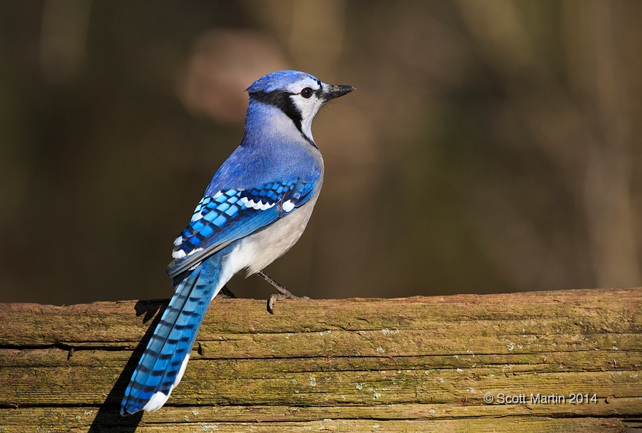 Blue Jay 09