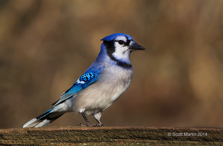 Blue Jay 13