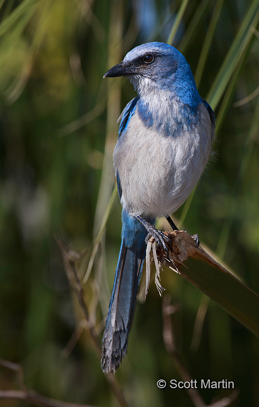 Florida Scrub Jay 04