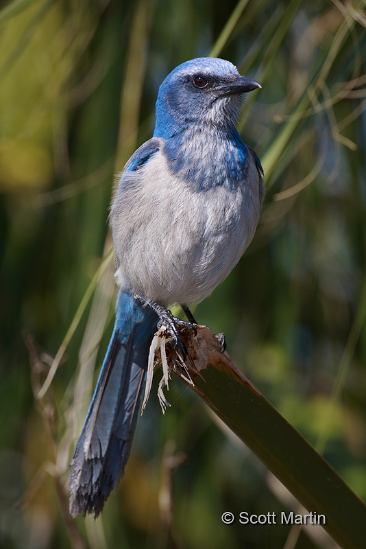 Florida Scrub Jay 07