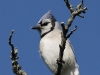 blue-jay-01