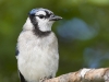 blue-jay-02