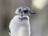 blue-jay-03